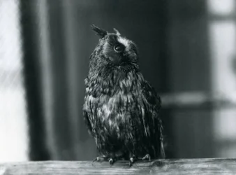 Ein Waldkauz im Londoner Zoo, Januar 1922